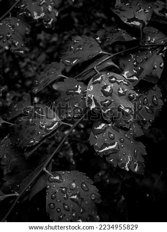 Black and white leaves. Bush twigs after rain with water drops, black and white photo.