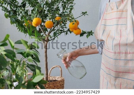 woman waters takes care of orange tree in wicker basket. citrus fruits grow on branches. ripe fruits of orange tangerines. fresh fruits grown at home. plant care  Royalty-Free Stock Photo #2234957429