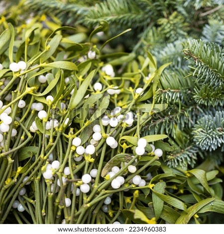 Mistletoe berries (Viscum album) with fir branches for sale for Christmas decorations and bouquets in a flower shop