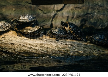 Small pond in a garden with a swimming little turtles as a pet on the wood. High quality photo