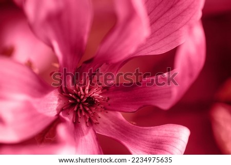 Close-up magnolia flower colored in Viva Magenta - color of the year 2023. Natural floral banner with copy space. Main trend concept. Place for text. Vivid spring background. Royalty-Free Stock Photo #2234975635