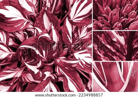 Collage with palette shades samples on floral theme backgrounds. Succulent plant, colorful hostas, tulips. Viva Magenta color of year 2023