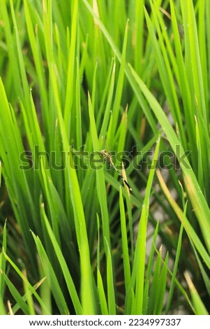 Green dragonflies perch on rice plants. Buffalo Dragonflies.