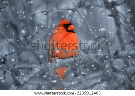 Cardinal red under the snowflakes
