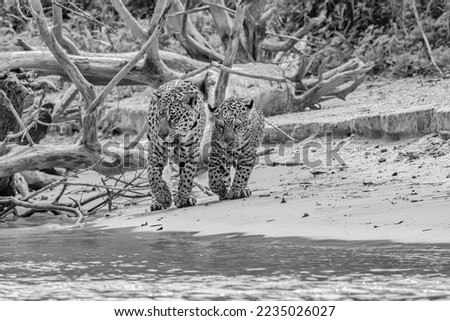 black and white image of female jaguar and cub walking along an exposed riverbank in Pantanal