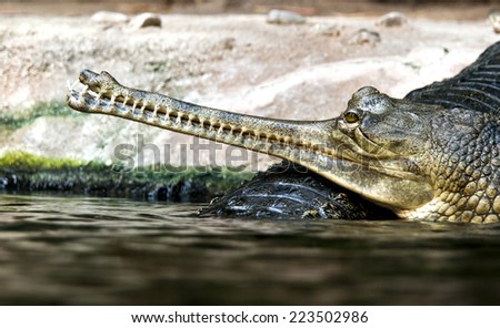 Gharials (called also gavial and fish-eating crocodile)