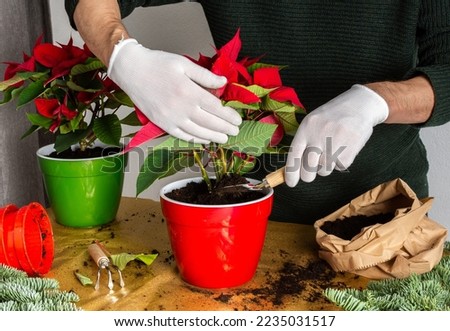 Transplanting Poinsettia Christmas Flowers into red and green pots, man transplanting flowers, home decoration at Christmas,Merry Christmas Concept Royalty-Free Stock Photo #2235031517