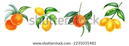 Oranges and lemons on branches watercolor set illustration. Hand drawn clipart of citrus fruits with leaves. Botanical realistic image of a tropical tree.