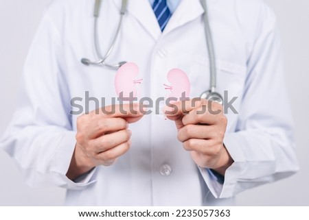 doctor in a white coat holding kidney organ paper cut, chronic kidney disease, renal failure, dialysis, Health checkup concept. Royalty-Free Stock Photo #2235057363