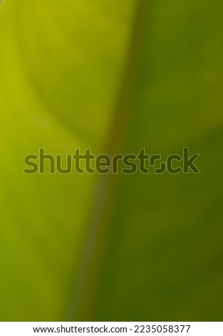 Defocused photography of yellow leaves. Leaf defocused abstract background with leaf branch pattern