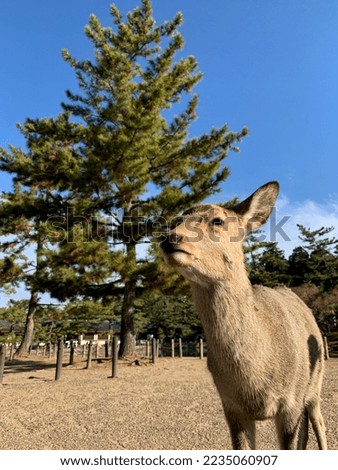 Nara deer in Japan with tall green tree in the background.