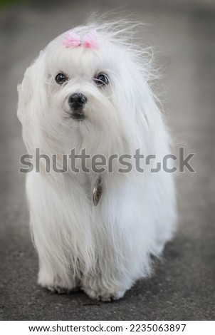 
Maltese dog walking in the park