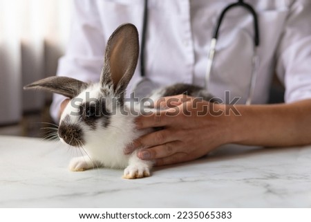 veterinarian doctor with small rabbit bunny on hands on table in office, clinic. veterinary examination of pet. checkup domestic animal. vet medicine concept. health care pet Royalty-Free Stock Photo #2235065383