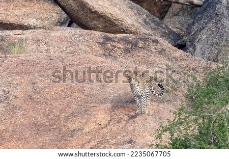 Indian Leopard (Panthera pardus) on Aravalli hills.