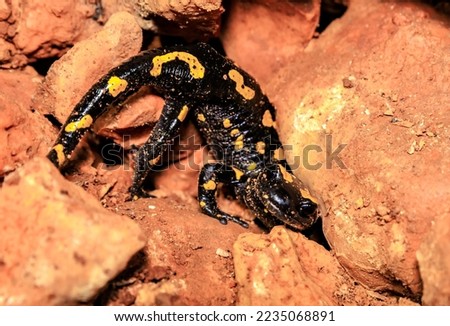 A black and yellow salamander hides between rocks in the Salamander Cave in northern Israel.