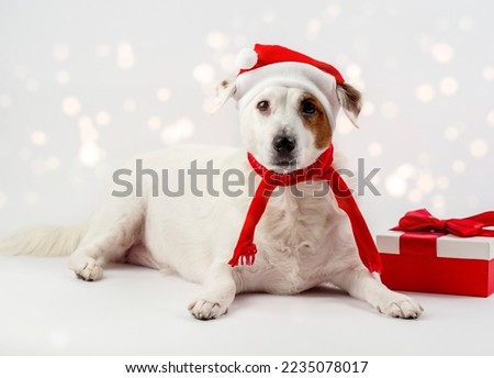 New Year's Eve photo with a funny dog in a little Santa hat, on a white background with a Christmas gift and red balloons. There is a bokeh snow in the background . Can be used for cards, calendars
