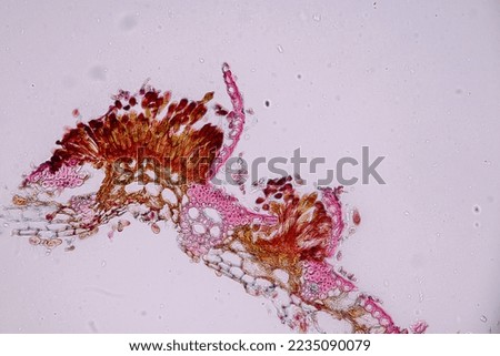 Slime molds, as a group, are polyphyletic under the microscope for education. Royalty-Free Stock Photo #2235090079