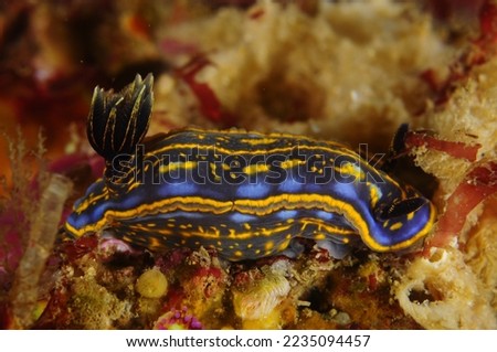 under water nudibranch macro photo