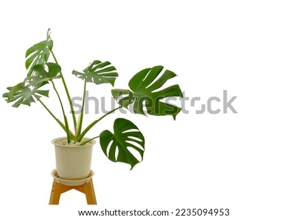 Large leaf  plant Monstera deliciosa in a white pot on a white background,with copy space
