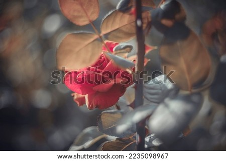 Defocused- blurred background bokeh. Dark flower- rose bloom. Flowers garden- soft focus lights. Summer seasonal concept- clip art