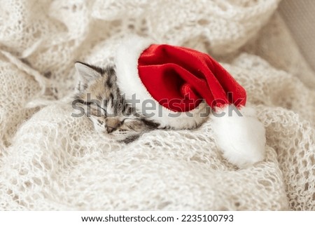 cute, cute gray kitten sleeps on a light background in a New Year's cap
