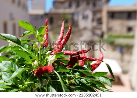 The leaves, flowers, and fruit of red pepper. A building can be seen in the background.