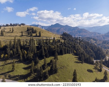 Fir forest on the Rucar-Bran corridor, Romania