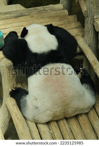 A picture back of a lazy panda resting on the wood.