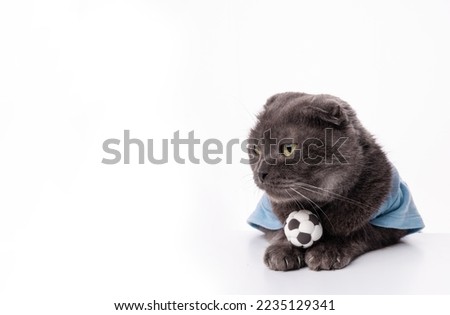 Athlete cat holds a soccer ball. Cat on a light background with copy space. The concept of going in for sports, healthy lifestyle, world championship