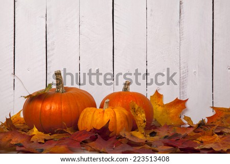  Pumpkins with autumn Foliage