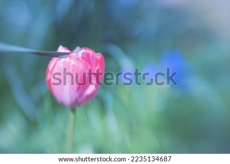 A tulip from another perspective