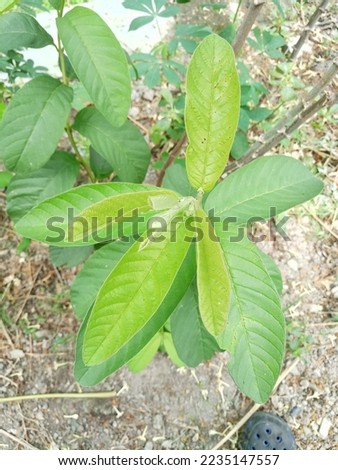 Cassava leaves that can be used as fresh vegetables