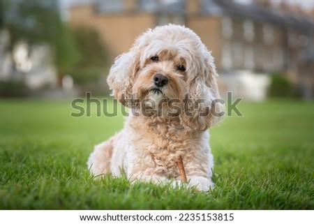 Seven year old Cavapoo laying on the grass with his stick and a curious head tilt very handsome Royalty-Free Stock Photo #2235153815