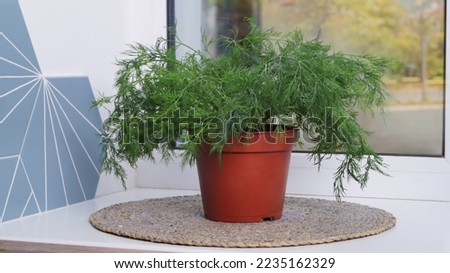 Fresh green dill growing in pot on windowsill indoors Royalty-Free Stock Photo #2235162329