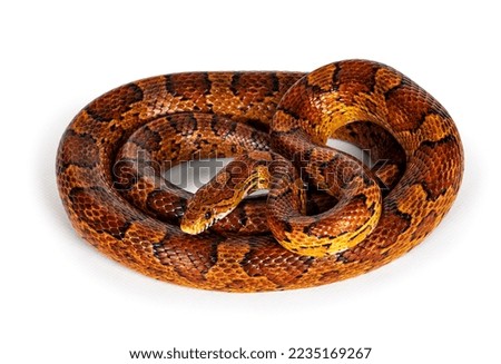 Full lenght shot of normal colored Corn Snake aka Red rat snake or  Pantherophis guttatus. Isolated on a white background.