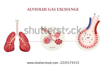 Human lung anatomy, alveoli structure and gas exchange scheme. Illustration isolated on white background. Cartoon style Royalty-Free Stock Photo #2235174153