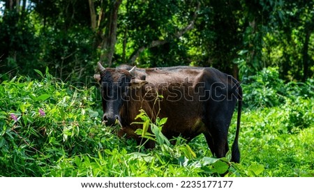 Lush green jungle vegetation during sunny day and a view of a single cow in natural habitation eating the grass and leaves.