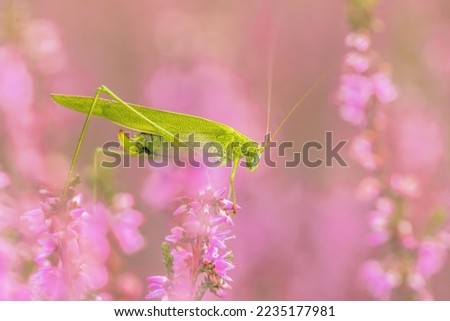 Sickle-bearing bush-cricket (Phaneroptera falcata) is a grasshopper species that arrived recently in the Netherlands. Wildlife scene of nature in Europe. Royalty-Free Stock Photo #2235177981