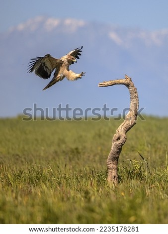 Spanish Imperial Eagle (Aquila adalberti) juvenile landing in tree on bright mountain background. This rare and Endangered bird species occurs only in Spain. Wildlife Scene of Nature in Europe. Royalty-Free Stock Photo #2235178281