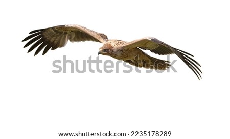 Spanish Imperial Eagle (Aquila adalberti) juvenile flying on white background. This Rare and Endangered bird species occurs only in Spain. Wildlife Scene of Nature in Europe.