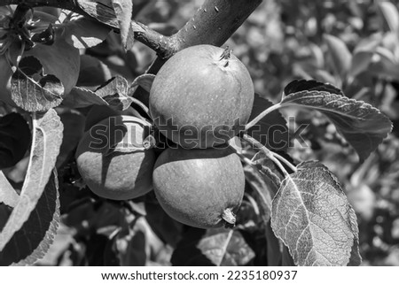 Photography on theme beautiful fruit branch apple tree with natural leaves under clean sky, photo consisting of fruit branch apple tree outdoors in rural, floral fruit branch apple tree in big garden