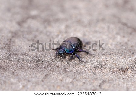 Black dung beetle on sandy ground. Anoplotrupes stercorosus.	 Royalty-Free Stock Photo #2235187013