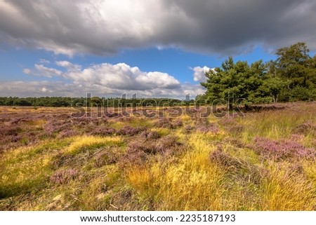 Blooming heath in Deelerwoud nature reserve Veluwe Netherlands. Landscape scen of nature in Europe Royalty-Free Stock Photo #2235187193