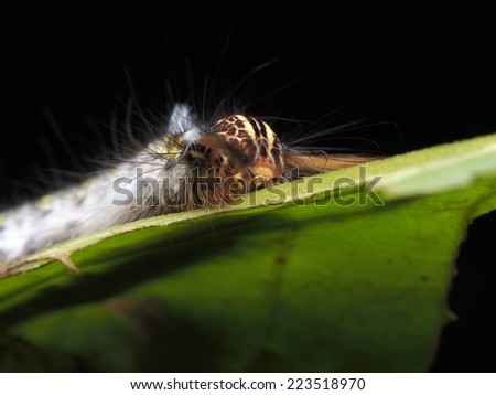 Cute Caterpillar on the green leaf