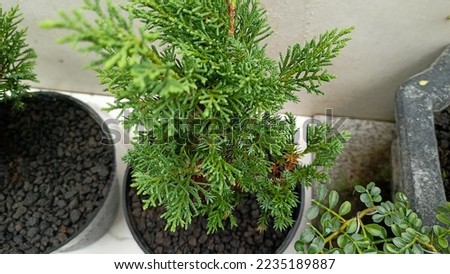 photo of a small evergreen tree in a pot