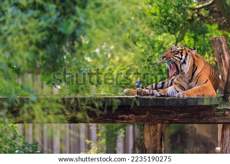 The tiger yawns sweetly. Background with selective focus and copy space for text