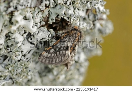 Rannoch Brindled Beauty moth Lycia lapponaria, sitting on a lichen covered tree trunk