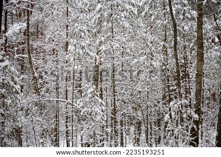 Tree trunks in snow in s winter forest, selective focus. High quality photo