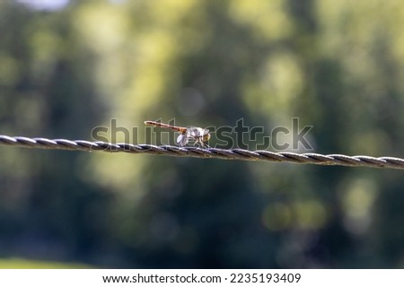 Close-up of a dragonfly on a barbed wire fence. Insects in search of food in summer. 
Macro shot nature. 
