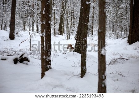 A beagle dog walking in a snowy forest, selective focus. High quality photo